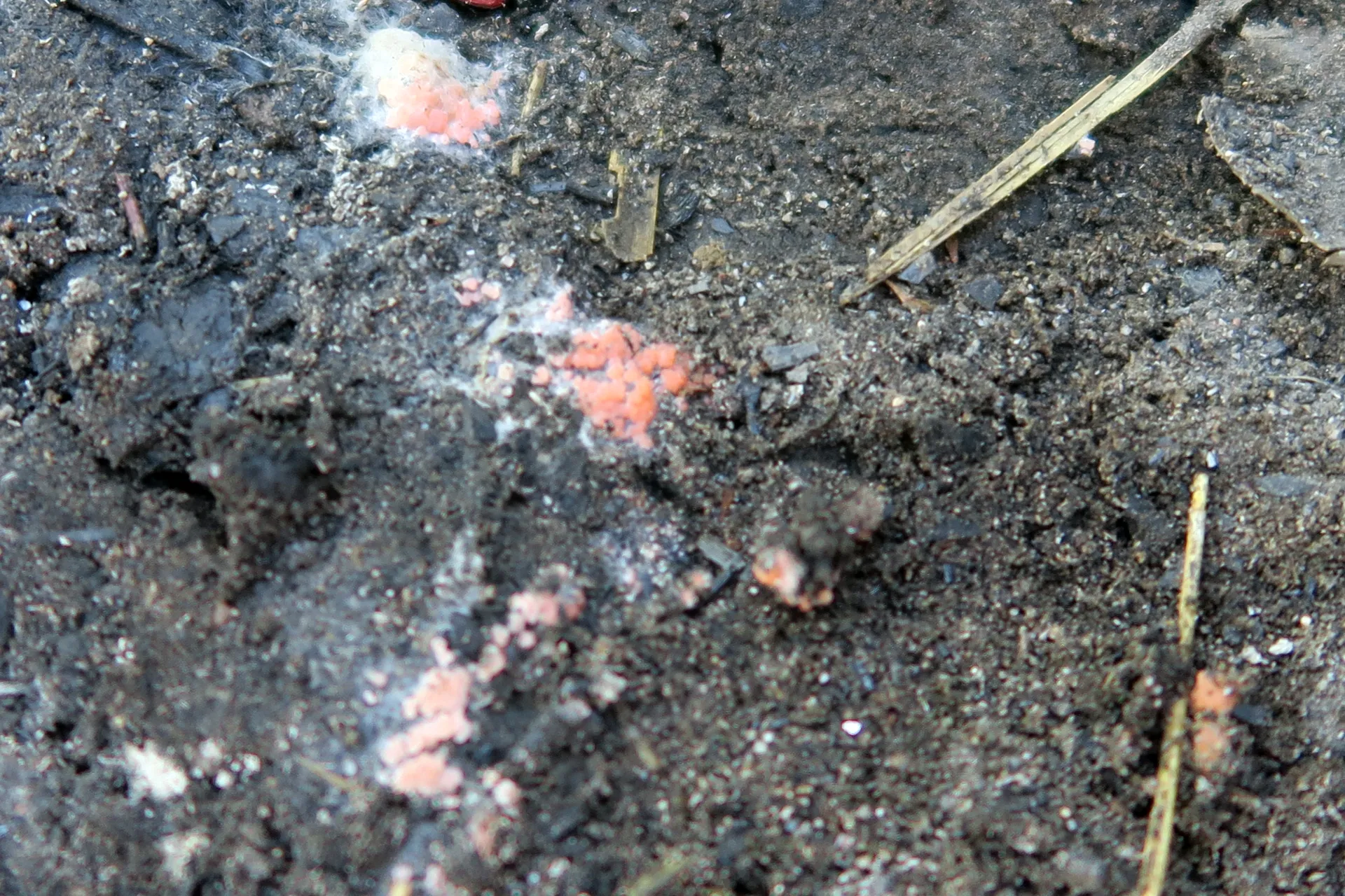 Pyronema domesticum - 1